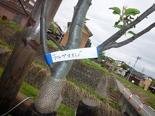 P1040566.jpg